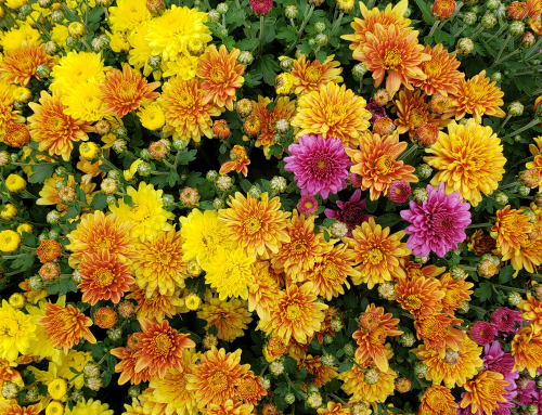Colorful Mums for Home