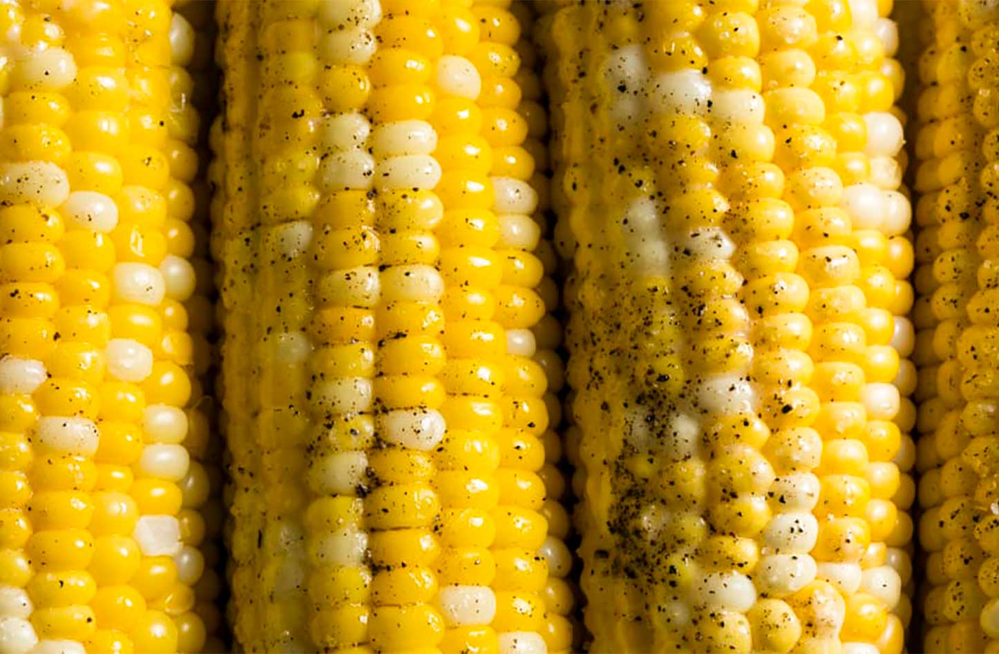 bi-color corn on the cob